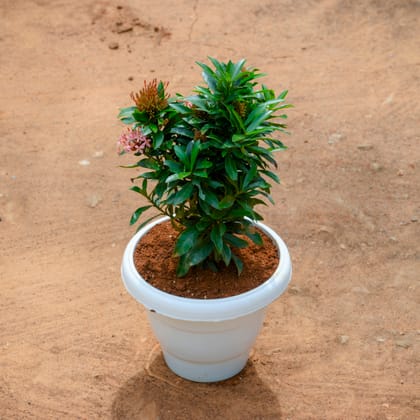 Buy Ixora Dwarf in 8 Inch White Classy Plastic Pot Online | Urvann.com