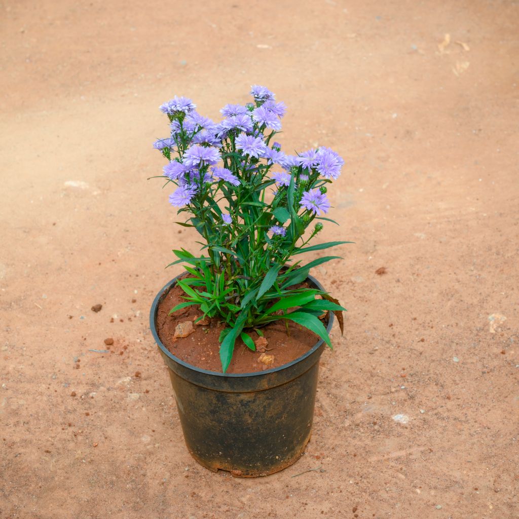 Calendula (Any Colour) in 6 Inch Nursery Pot