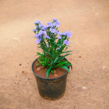 Buy Calendula (Any Colour) in 6 Inch Nursery Pot Online | Urvann.com