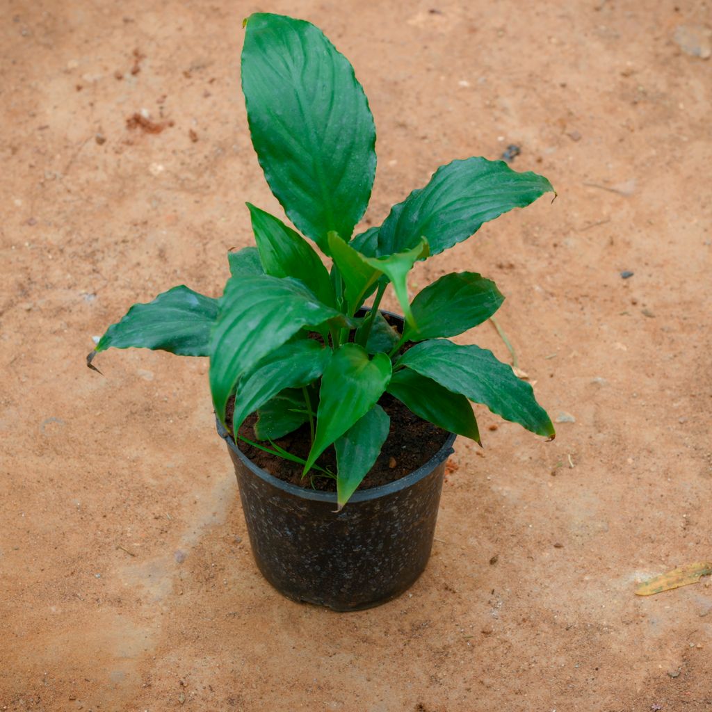 Peace Lily in 4 Inch Nursery Pot