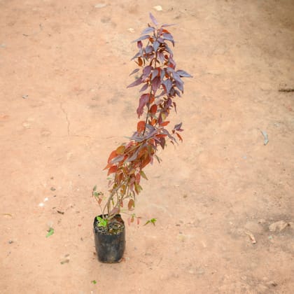 Buy Acalypha Small Leaves in 4 Inch Nursery Bag Online | Urvann.com