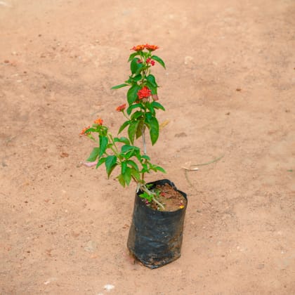 Buy Lantana Red in 3 Inch Nursery Bag Online | Urvann.com