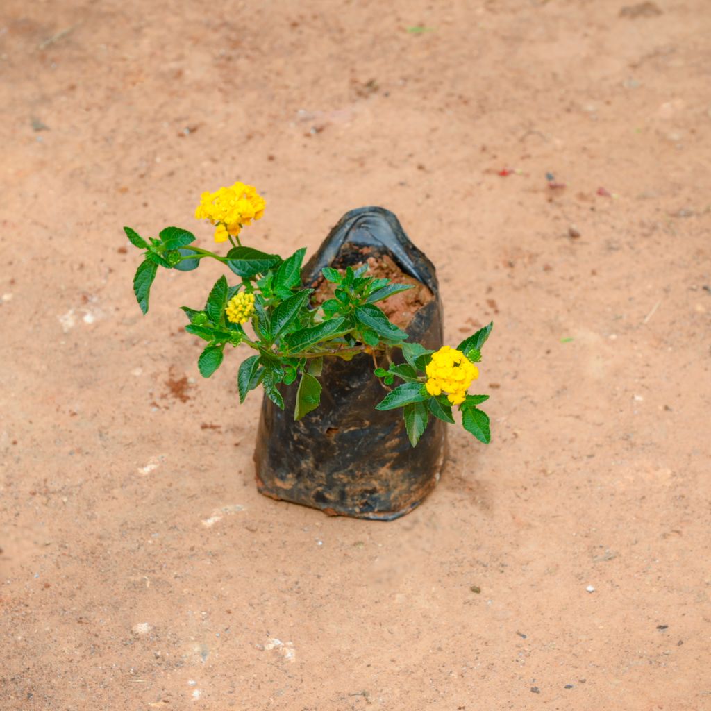 Lantana Yellow in 3 Inch Nursery Bag