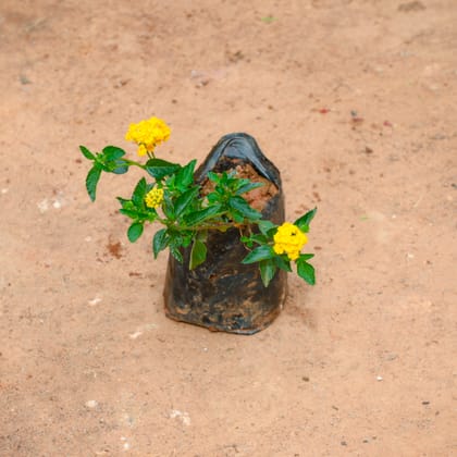 Buy Lantana Yellow in 3 Inch Nursery Bag Online | Urvann.com