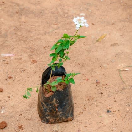 Buy Lantana White in 3 Inch Nursery Bag Online | Urvann.com