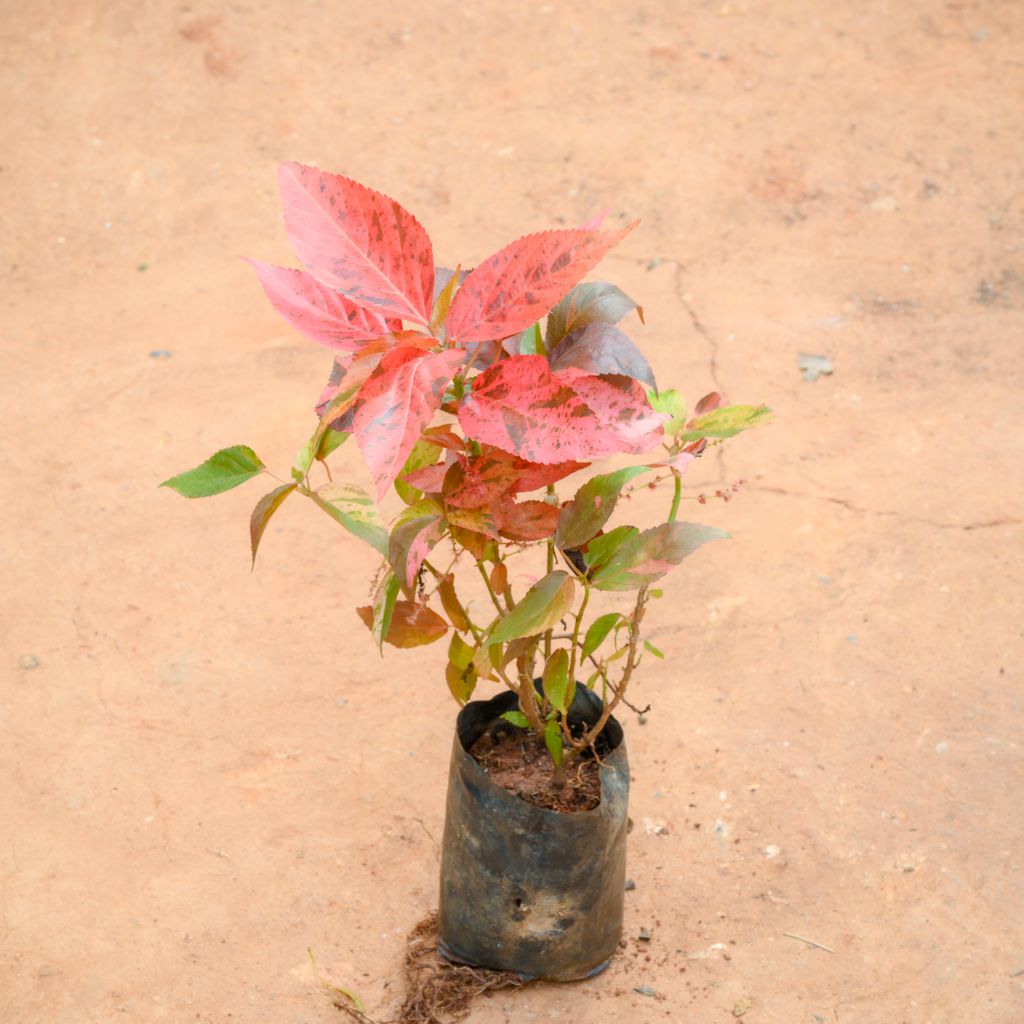 Acalypha Rosea in 4 Inch Nursery Bag