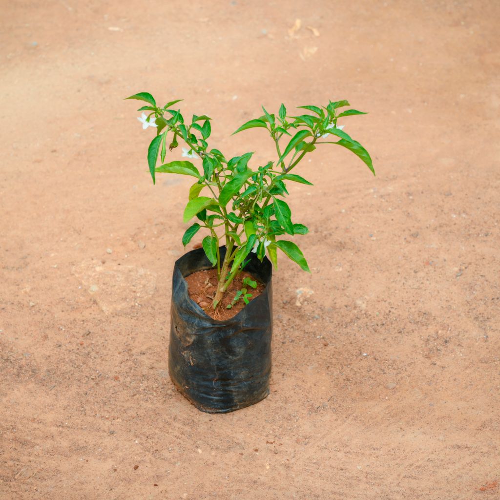 Mirchi / Chilli Plant in 4 Inch Nursery Bag