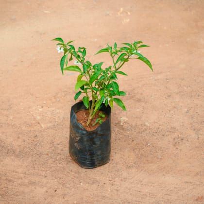 Buy Mirchi / Chilli Plant in 4 Inch Nursery Bag Online | Urvann.com