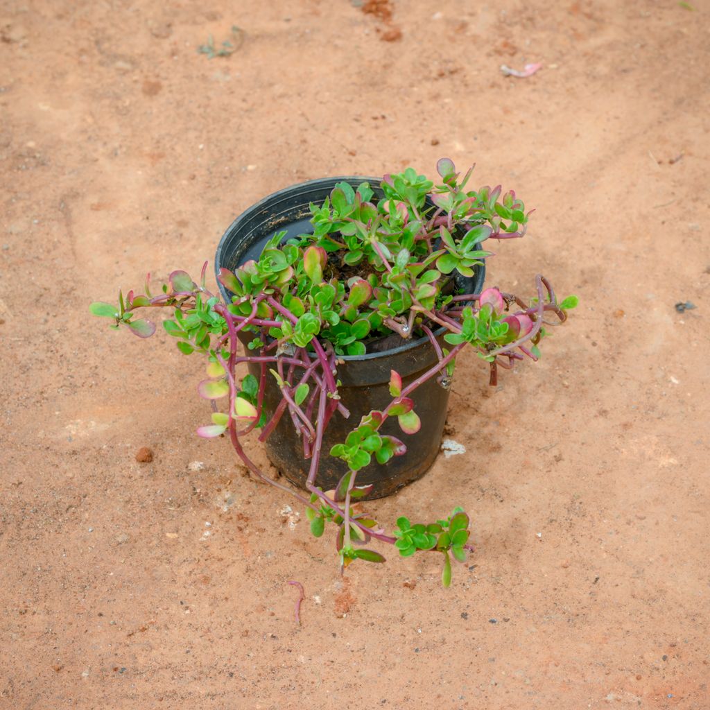 Kulfa /Moss Rose / Common Purslane (Any Colour)  in 4 Inch Nursery Pot