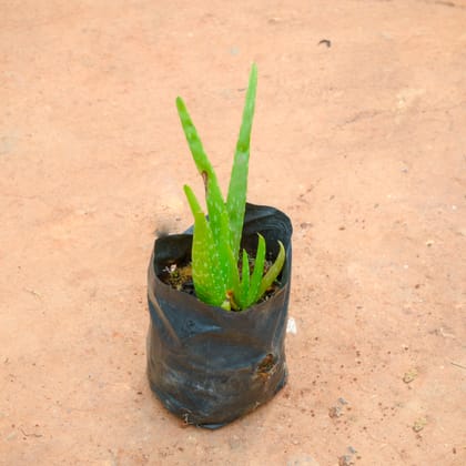 Buy Aloe Vera in 4 Inch Nursery Bag Online | Urvann.com