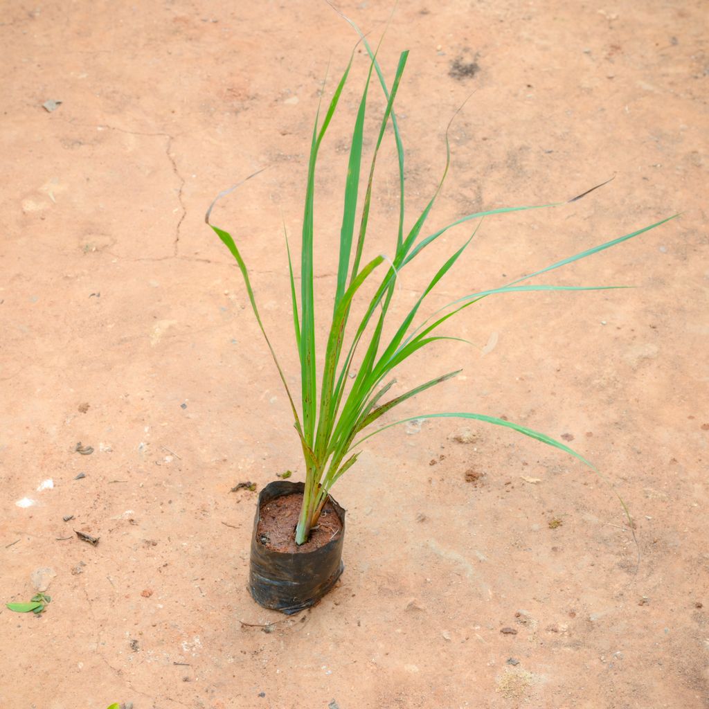 Lemon Grass in 4 Inch Nursery Bag