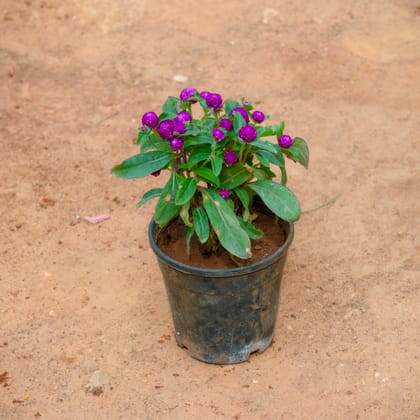 Buy Gomphrena (Any Colour) in 4 Inch Nursery Pot Online | Urvann.com