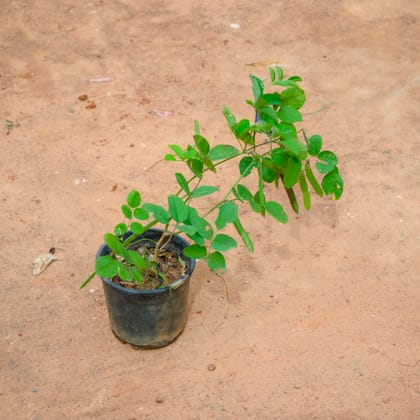 Buy Aparajita (Any Colour) in 4 Inch Nursery Pot Online | Urvann.com