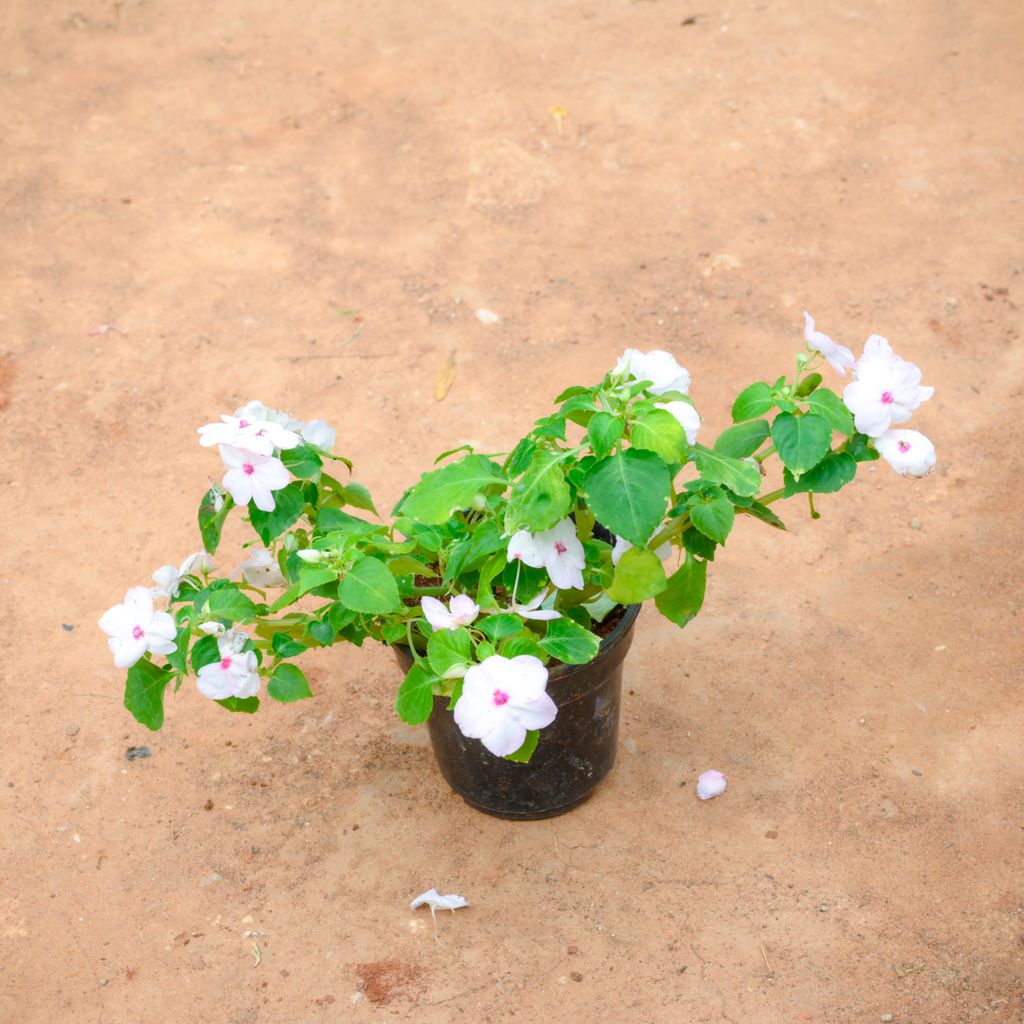 Impatiens Balsamina (Any Colour) in 4 Inch Nursery Pot