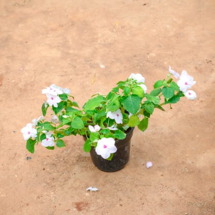 Buy Impatiens Balsamina (Any Colour) in 4 Inch Nursery Pot Online | Urvann.com