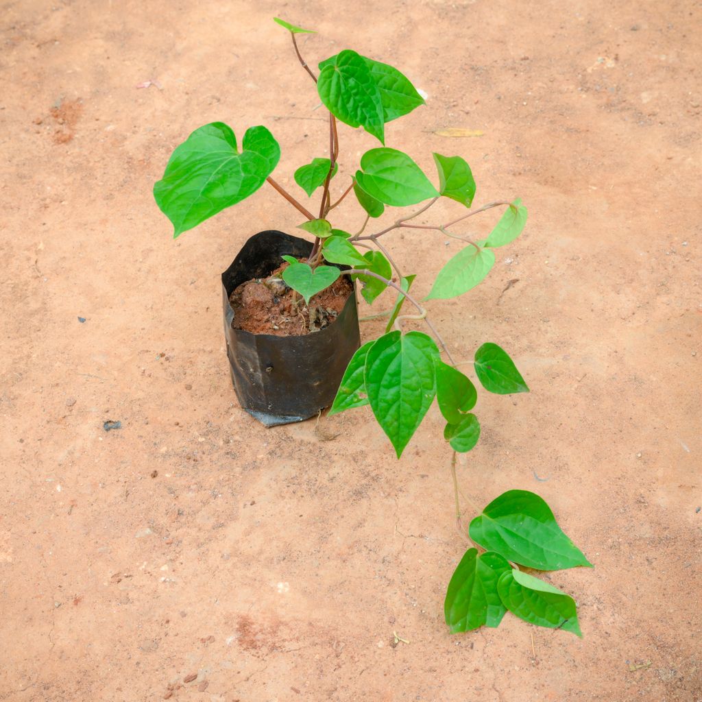 Paan / Betel Leaf in 4 Inch Nursery Bag