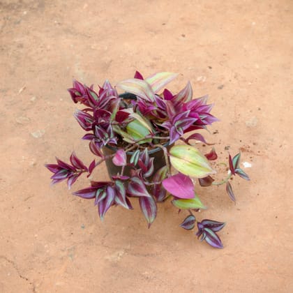 Buy Wandering Jew in 4 Inch Nursery Pot Online | Urvann.com