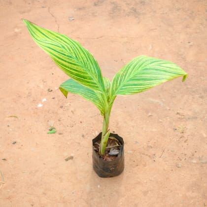 Buy Canna Lily / keli (any colour) in 4 Inch Nursery bag Online | Urvann.com