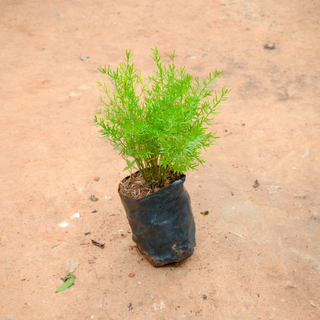 Asparagus Sprengeri in 4 Inch Nursery Bag