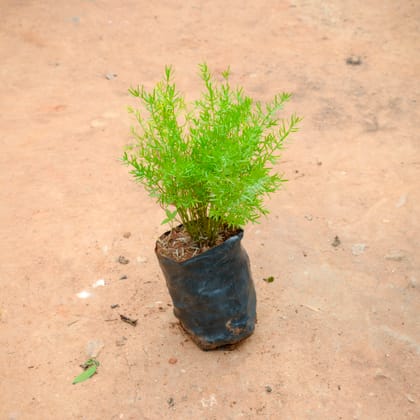 Buy Asparagus Sprengeri in 4 Inch Nursery Bag Online | Urvann.com