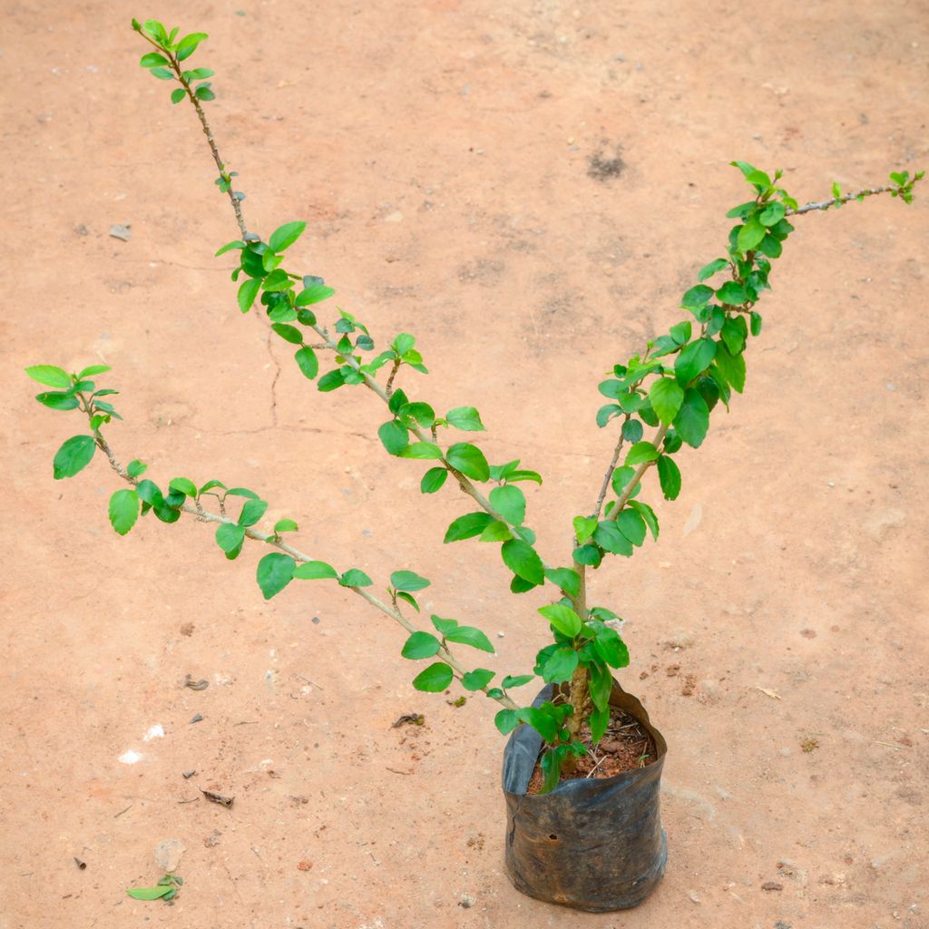 Desi Hibiscus / Gudhal (Any Colour) in 4 Inch Nursery Bag