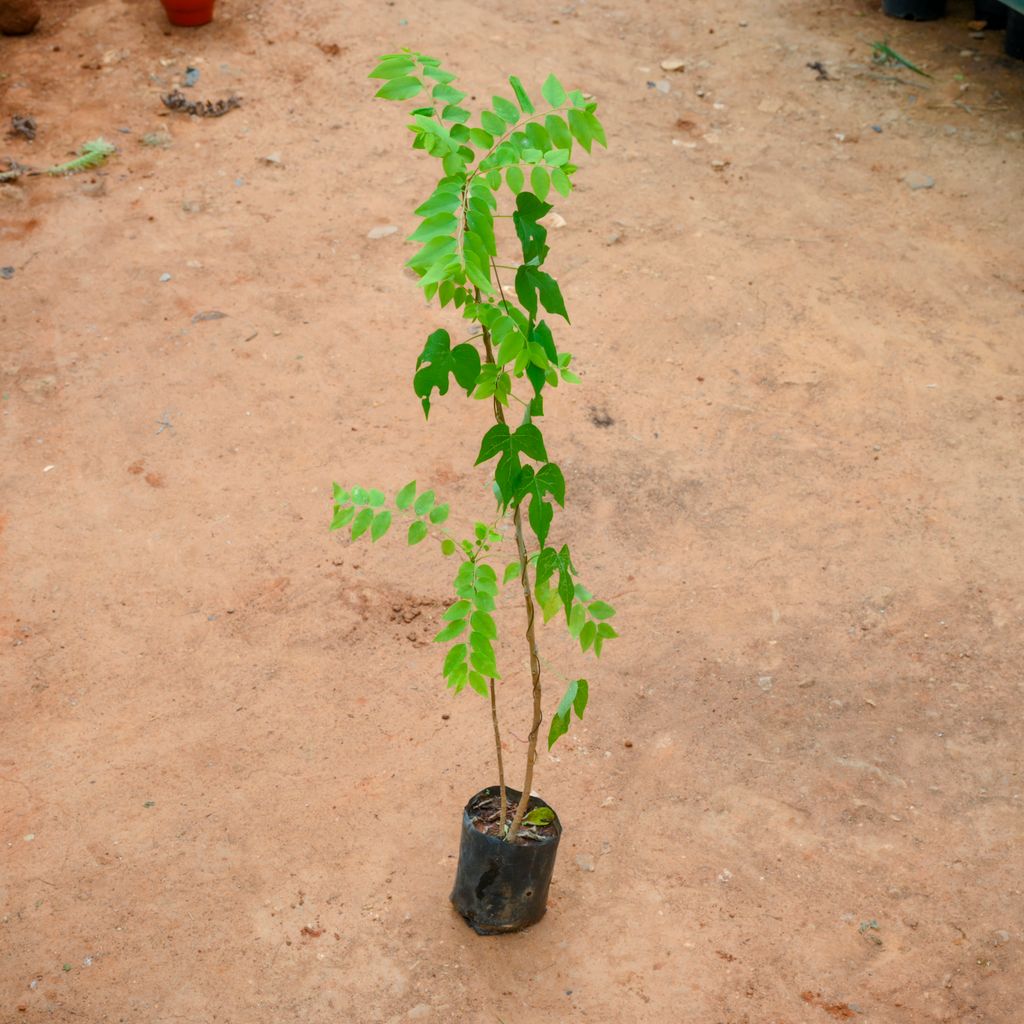 Amla / Indian Gooseberry (~ 2 Ft) in 5 Inch Nursery Bag