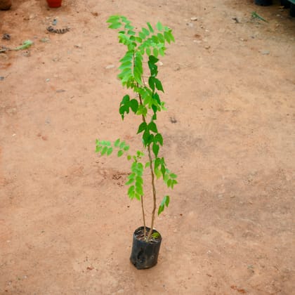 Buy Amla / Indian Gooseberry (~ 2 Ft) in 5 Inch Nursery Bag Online | Urvann.com