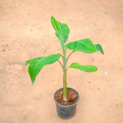 Buy Kela / Banana Plant in 4 Inch Nursery Pot Online | Urvann.com