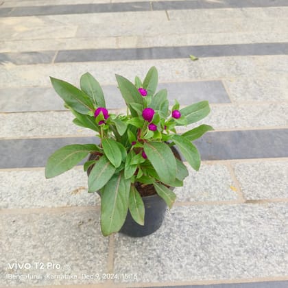 Buy Gomphrena (Any Colour) in 7 Inch Nursery Pot Online | Urvann.com