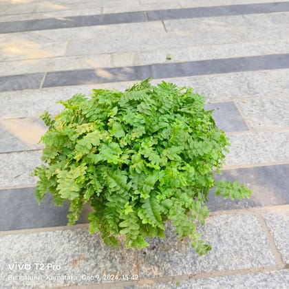 Buy Fern Green Small Leaf in 4 Inch Nursery Pot Online | Urvann.com