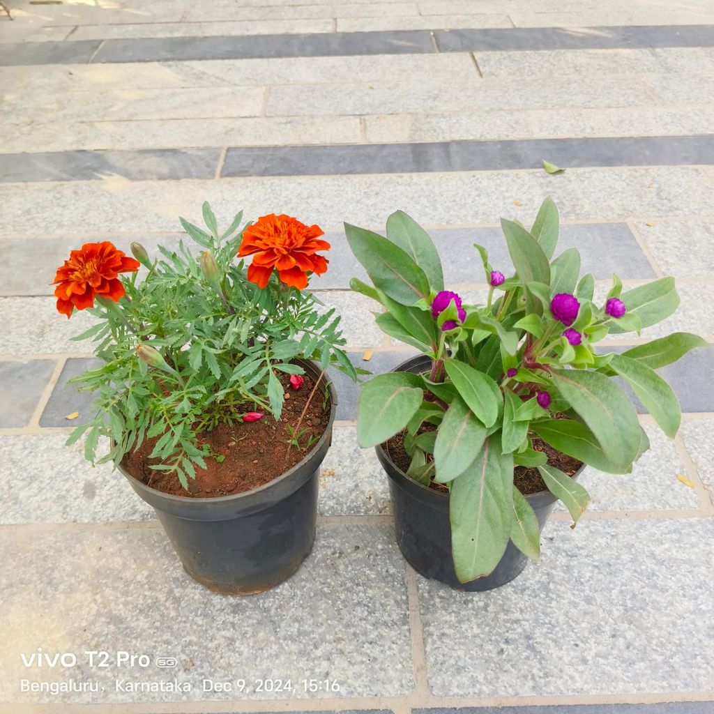 Set Of 2 - Marigold / Genda Red & Gomphrena (Any Colour) in 4 Inch Nursery Pot