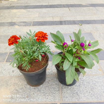 Buy Set Of 2 - Marigold / Genda Red & Gomphrena (Any Colour) in 4 Inch Nursery Pot Online | Urvann.com