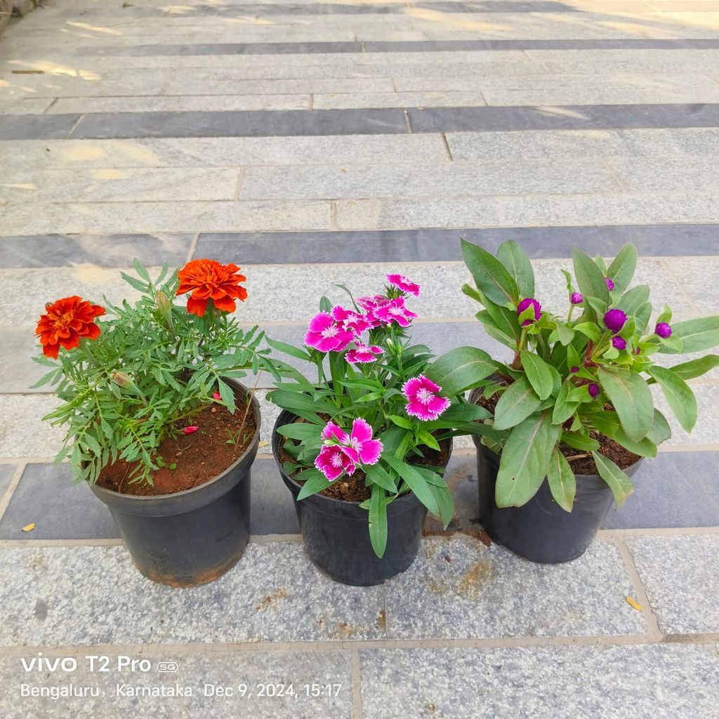 Set Of 3 - Marigold / Genda, Dianthus & Gomphrena (Any Colour) in 4 Inch Nursery Pot