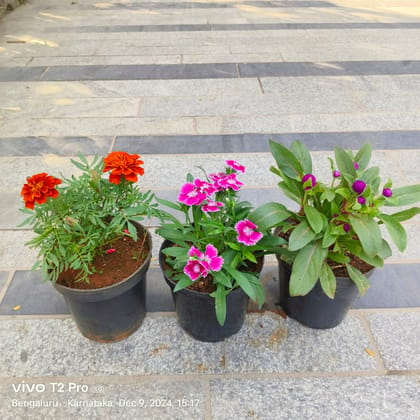 Buy Set Of 3 - Marigold / Genda, Dianthus & Gomphrena (Any Colour) in 4 Inch Nursery Pot Online | Urvann.com