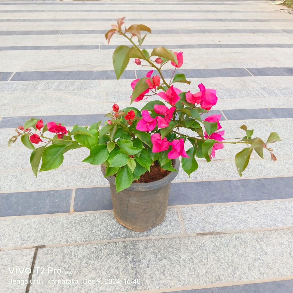 Bougainvillea Pink in 8 Inch Nursery Pot