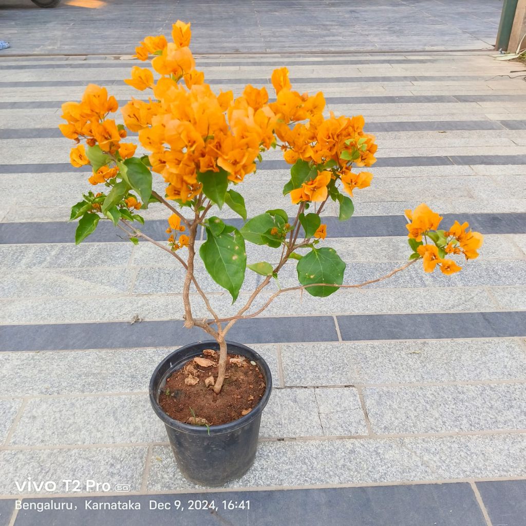 Bougainvillea Yellow in 8 Inch Nursery Pot