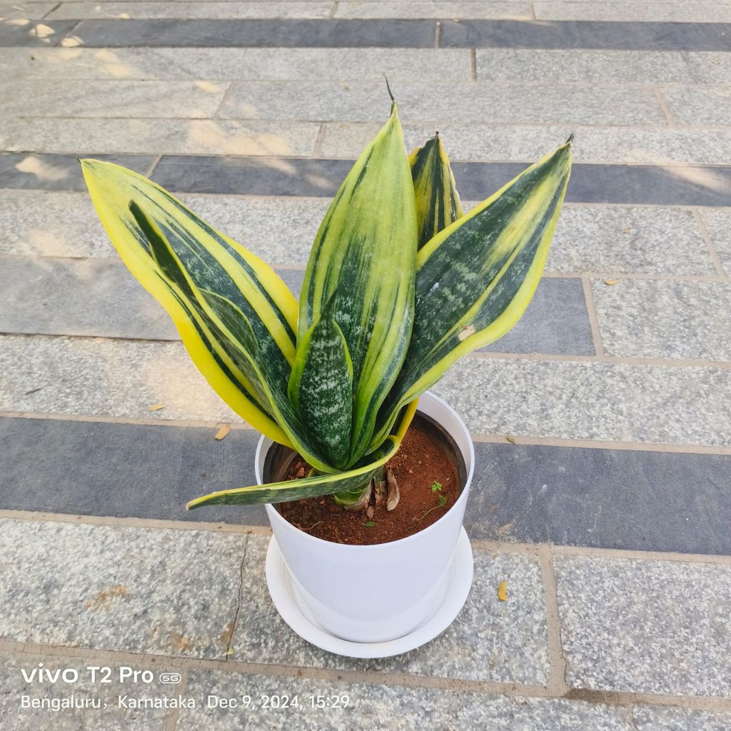 Snake Variegated in 5 Inch Classy White Round Plastic Pot With Tray