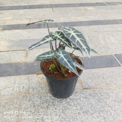 Buy Alocasia Bambino in 5 Inch Nursery Pot Online | Urvann.com