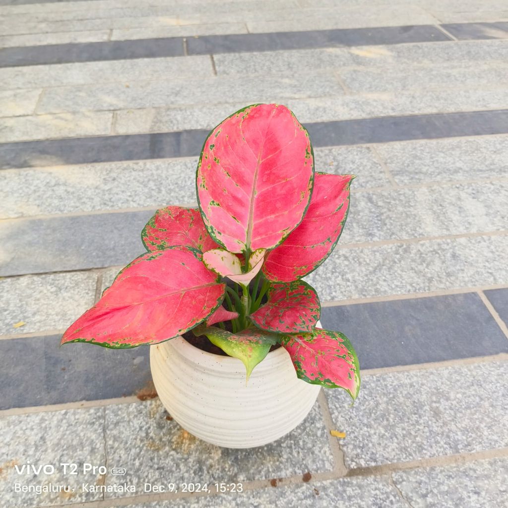 Aglaonema Red Ruby in 5 Inch White Matki Designer Ceramic Pot