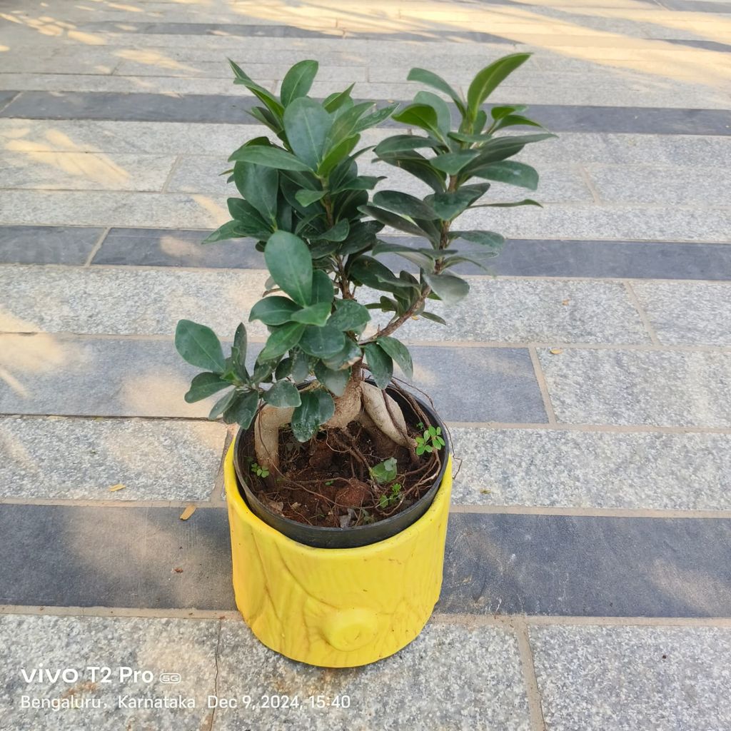 Ficus Bonsai in 6 Inch Yellow Cylindrical Designer Ceramic Pot