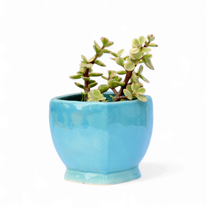 Jade Variegated in 3 inch Sky Blue Stylish Square Shaped Ceramic Pot - Minimalist Glossy Succulent Pot, indoor Flower Pot For Home And office D�cor