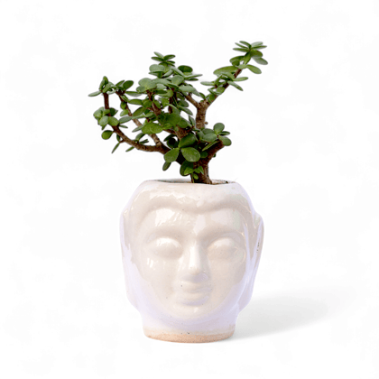 Jade in 4 Inch Classic White Buddha Designer Ceramic Pot