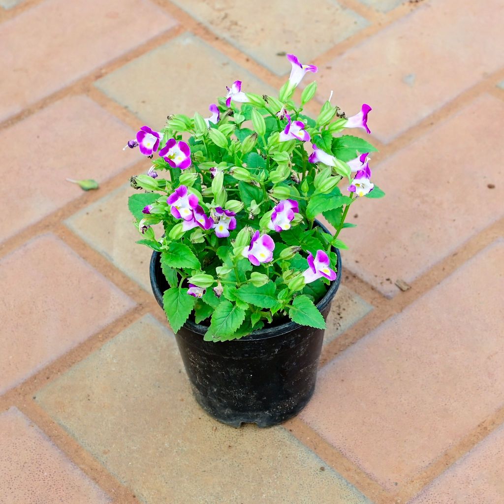 Wishbone / Torenia (any colour) in 4 Inch Nursery Pot (colour may vary)