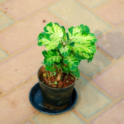 Aralia Green White in 4 Inch Nursery Pot With Tray