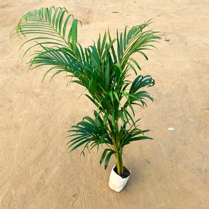 Areca Palm Bushy (~ 4 ft) in 6 Inch Nursery bag