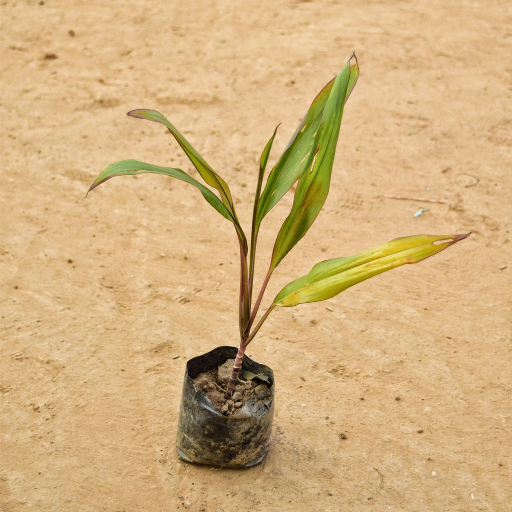 Dracaena Yellow Blush in 3 Inch Nursery Bag