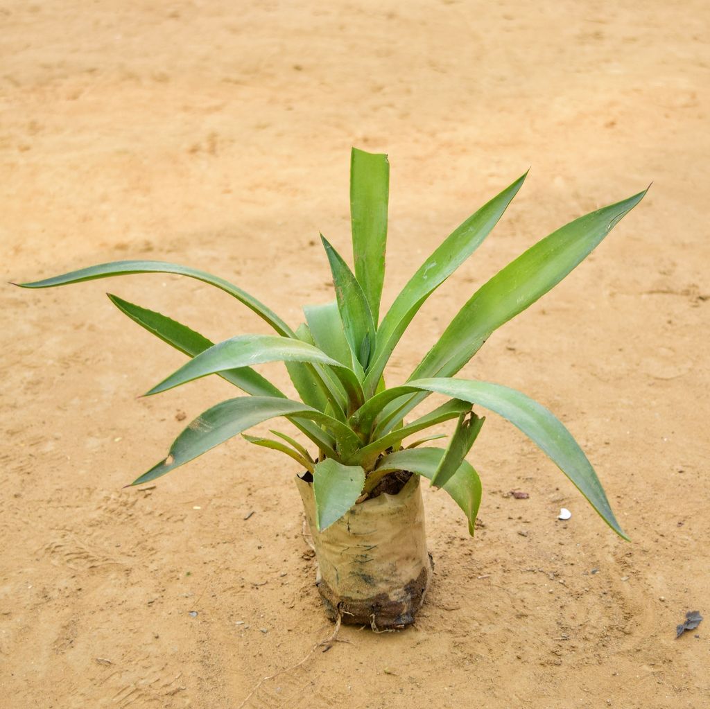 Agave in 4 Inch Nursery Bag