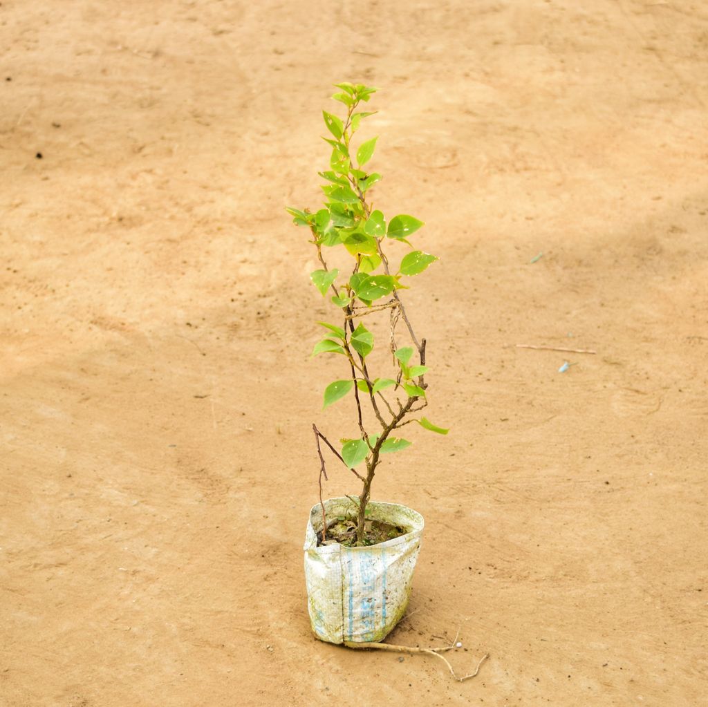 Bougainvillea Dr. Rao (~ 1 Ft) (any colour) in 3 Inch Nursery Bag