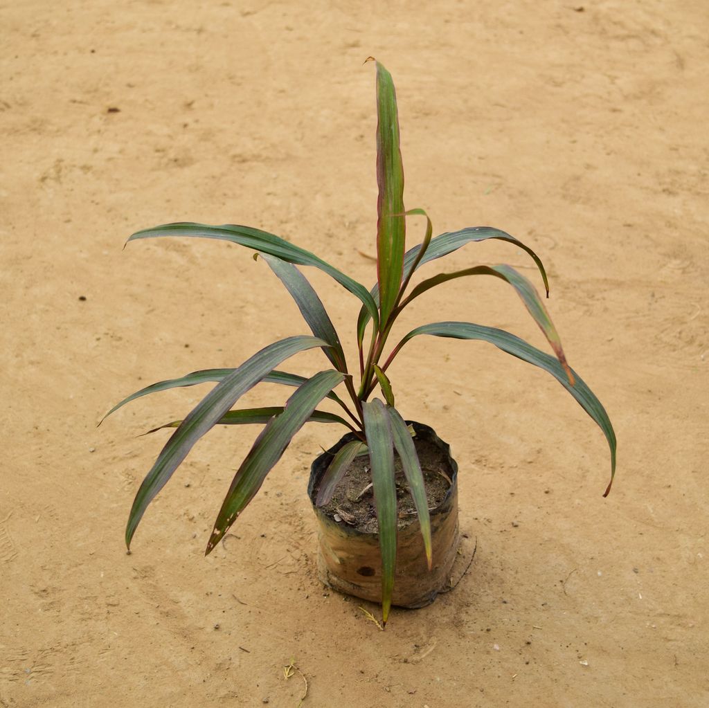 Dracaena Cordyline Green Narrow Leaf in 3 Inch Nursery Bag