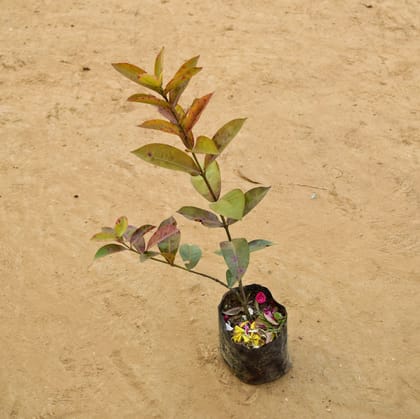 Buy Ixora (~ 1.5 ) (any colour) in 5 Inch Nursery Bag Online | Urvann.com